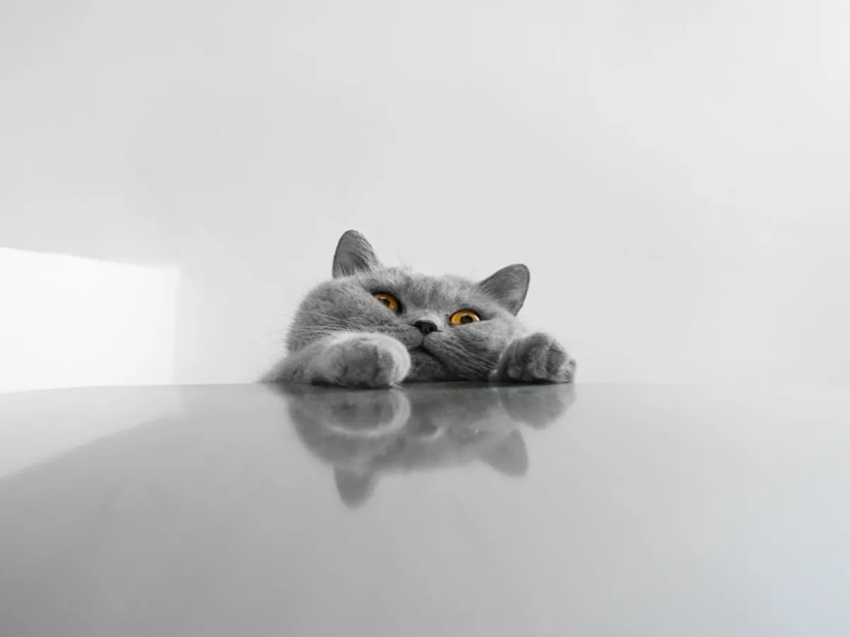 Обои кот, стена, выглядывать, забавный, минимализм картинки на рабочий стол, фото скачать бесплатно Обои кот, стена, выглядывать, забавный, минимализм картинки на рабочий стол, фото скачать бесплатно