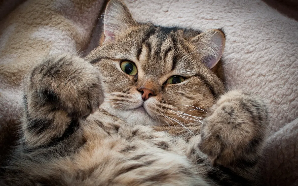 Обои лапы, котенок, гамак, paws, kitty для рабочего стола #5054 Обои лапы, котенок, гамак, paws, kitty для рабочего стола #5054