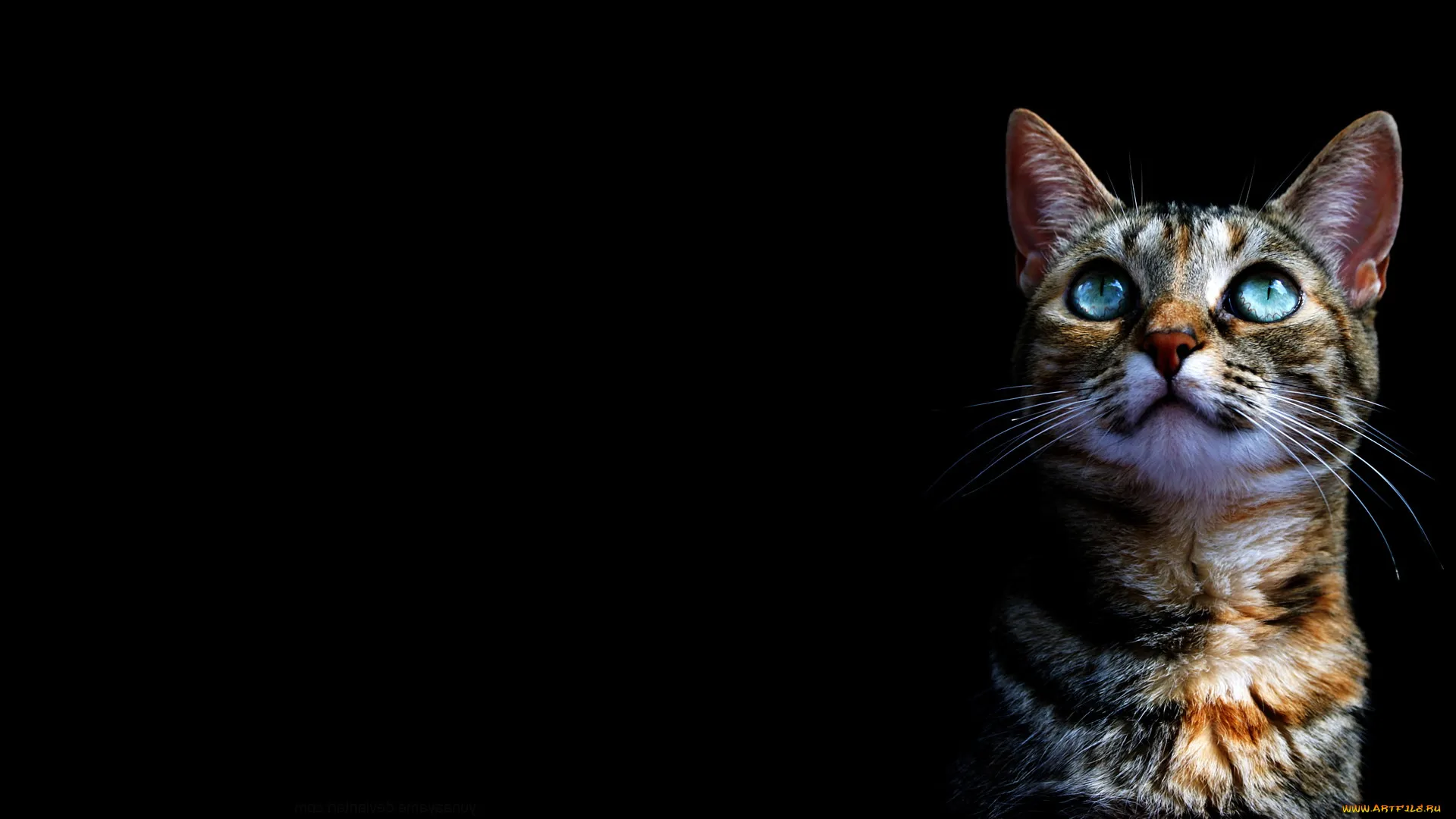 Обои Животные Коты, обои для рабочего стола, фотографии животные, коты, кот Обои для рабочего стола, скачать обои картинки заставки на рабочий стол. Обои Животные Коты, обои для рабочего стола, фотографии животные, коты, кот Обои для рабочего стола, скачать обои картинки заставки на рабочий стол.