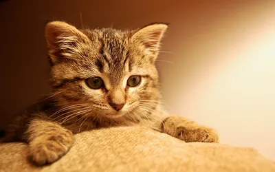 Обои Животные Коты, обои для рабочего стола, фотографии животные, коты,  мордочка, кот, глаза, милый Обои для рабочего стола, скачать обои картинки  заставки на рабочий стол.