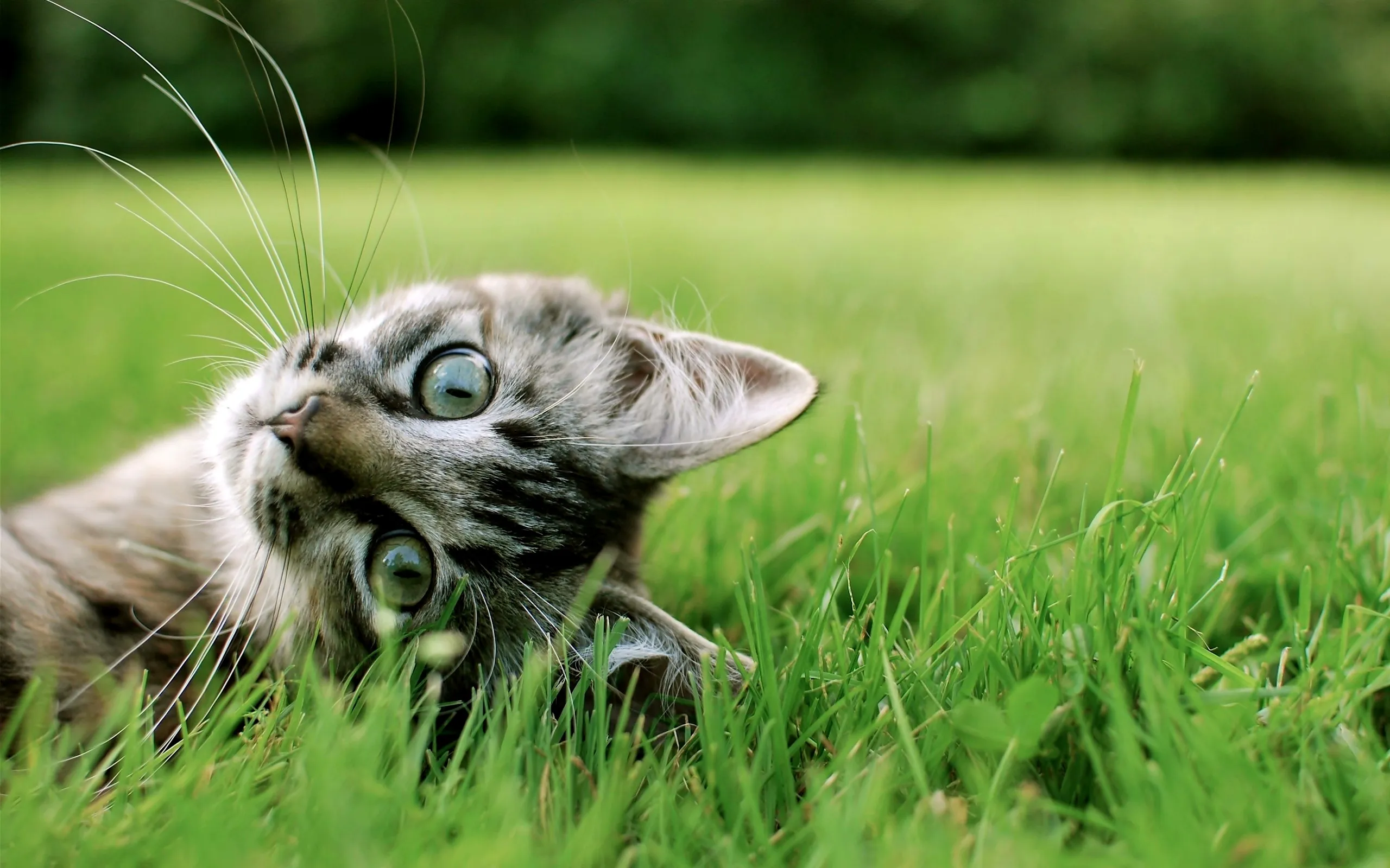 Cat Expressions — котики для рабочего стола Cat Expressions — котики для рабочего стола