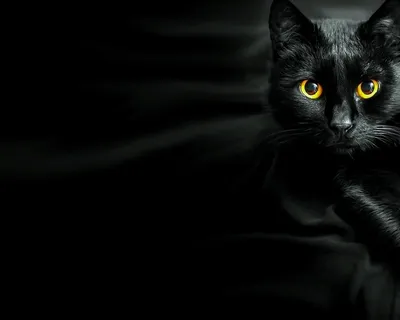Обои для рабочего стола Кошки Животные Рисованные 1920x1080