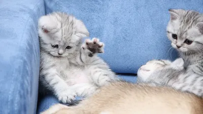Обои Животные Коты, обои для рабочего стола, фотографии животные, коты,  кровать, взгляд, трехцветная, кошка Обои для рабоче… | Кошки, Фотографии  животных, Животные