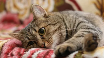 Обои \"Кошки (Коты Котики)\" на рабочий стол, скачать бесплатно лучшие  картинки Кошки (Коты Котики) на заставку ПК (компьютера) | mob.org