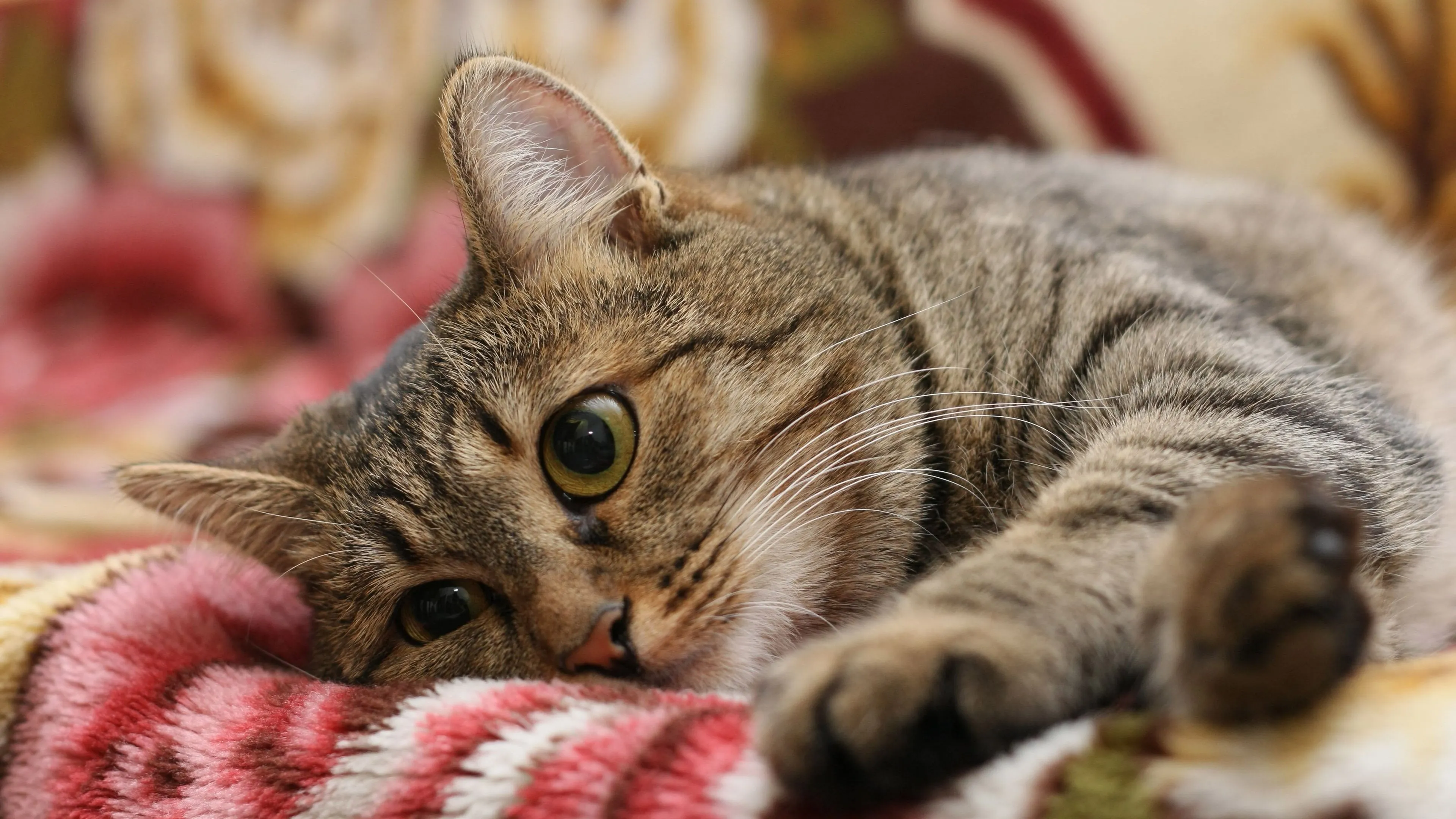 Обои \"Кошки (Коты Котики)\" на рабочий стол, скачать бесплатно лучшие картинки Кошки (Коты Котики) на заставку ПК (компьютера) | mob.org Обои \"Кошки (Коты Котики)\" на рабочий стол, скачать бесплатно лучшие картинки Кошки (Коты Котики) на заставку ПК (компьютера) | mob.org