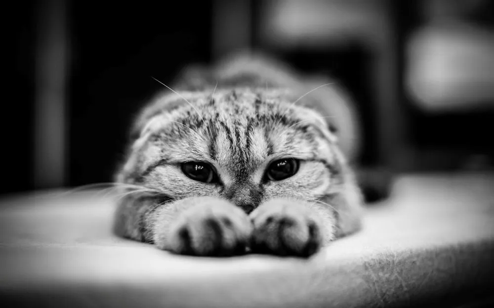 Обои для рабочего стола котенка Кошки ромашка Животные Обои для рабочего стола котенка Кошки ромашка Животные