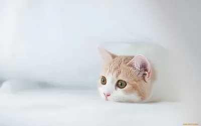 Обои на рабочий стол - коты, кошки, котята - Интересные фото