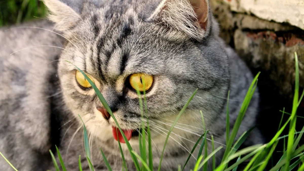 Обои Животные Коты, обои для рабочего стола, фотографии животные, коты, котёнок Обои для рабочего стола, скачать обои картинки заставки на рабочий стол. Обои Животные Коты, обои для рабочего стола, фотографии животные, коты, котёнок Обои для рабочего стола, скачать обои картинки заставки на рабочий стол.