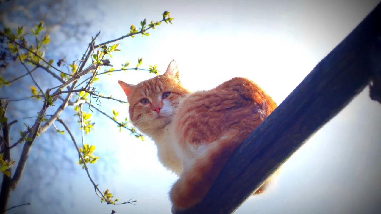 Коты (100 обоев) » Смотри Красивые Обои, Wallpapers, Красивые обои на рабочий стол Коты (100 обоев) » Смотри Красивые Обои, Wallpapers, Красивые обои на рабочий стол