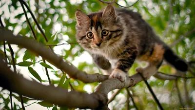 Обои весна, кот, природа, утро, солнце, усы картинки на рабочий стол, фото  скачать бесплатно