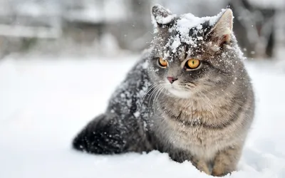Обои Кошки Животные Коты, обои для рабочего стола, фотографии кошки,  животные, коты Обои для рабочего стола, скачать обои картинки заставки на рабочий  стол.