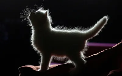 Кошки - обои на рабочий стол (55 обоев) » Обои для рабочего стола, красивые  картинки. Ежедневно