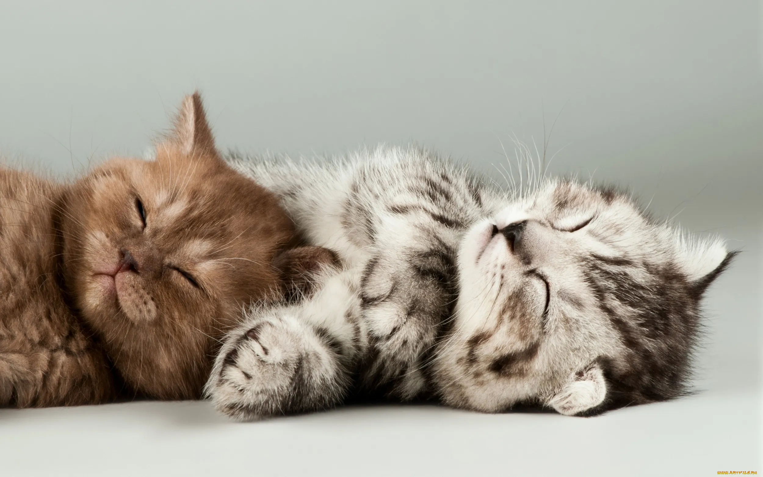 Обои Животные Коты, обои для рабочего стола, фотографии животные, коты, светлый, фон, котята Обои для рабочего стола, скачать обои картинки заставки на рабочий стол. Обои Животные Коты, обои для рабочего стола, фотографии животные, коты, светлый, фон, котята Обои для рабочего стола, скачать обои картинки заставки на рабочий стол.