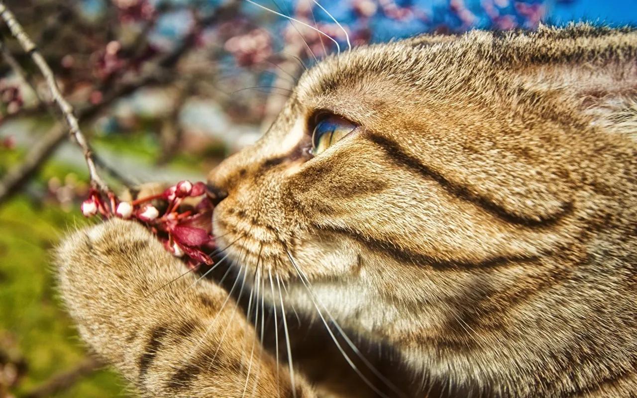 Обои Животные Коты, обои для рабочего стола, фотографии животные, коты, зима, снег, кошка, кот Обои для рабочего стола, скачать обои картинки заставки на рабочий стол. Обои Животные Коты, обои для рабочего стола, фотографии животные, коты, зима, снег, кошка, кот Обои для рабочего стола, скачать обои картинки заставки на рабочий стол.