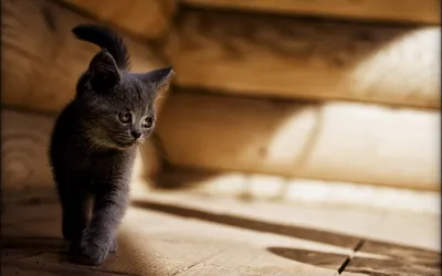 Коты и другие планеты | Пикабу