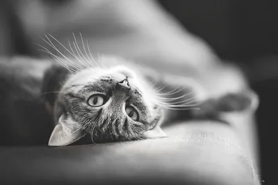 Обои Рисованное Животные: коты, обои для рабочего стола, фотографии  рисованные, животные, коты, кот Обои для рабочего стола, скачать обои  картинки заставки на рабочий стол.