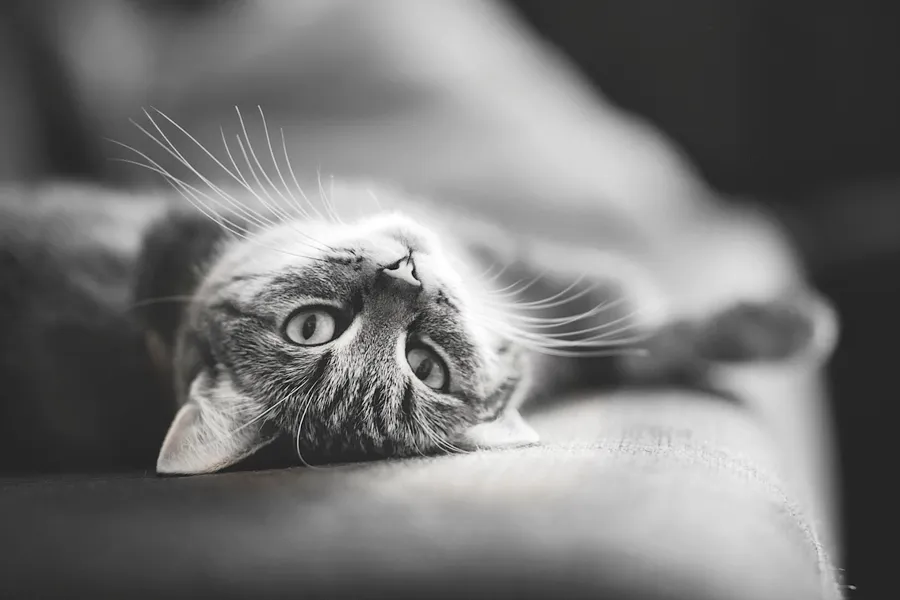 Обои Рисованное Животные: коты, обои для рабочего стола, фотографии рисованные, животные, коты, кот Обои для рабочего стола, скачать обои картинки заставки на рабочий стол. Обои Рисованное Животные: коты, обои для рабочего стола, фотографии рисованные, животные, коты, кот Обои для рабочего стола, скачать обои картинки заставки на рабочий стол.