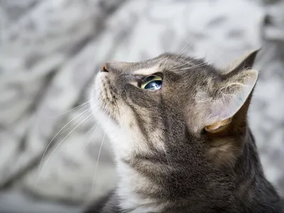 Обои \"Кошки (Коты Котики)\" на рабочий стол, скачать бесплатно лучшие  картинки Кошки (Коты Котики) на заставку ПК (компьютера) | mob.org
