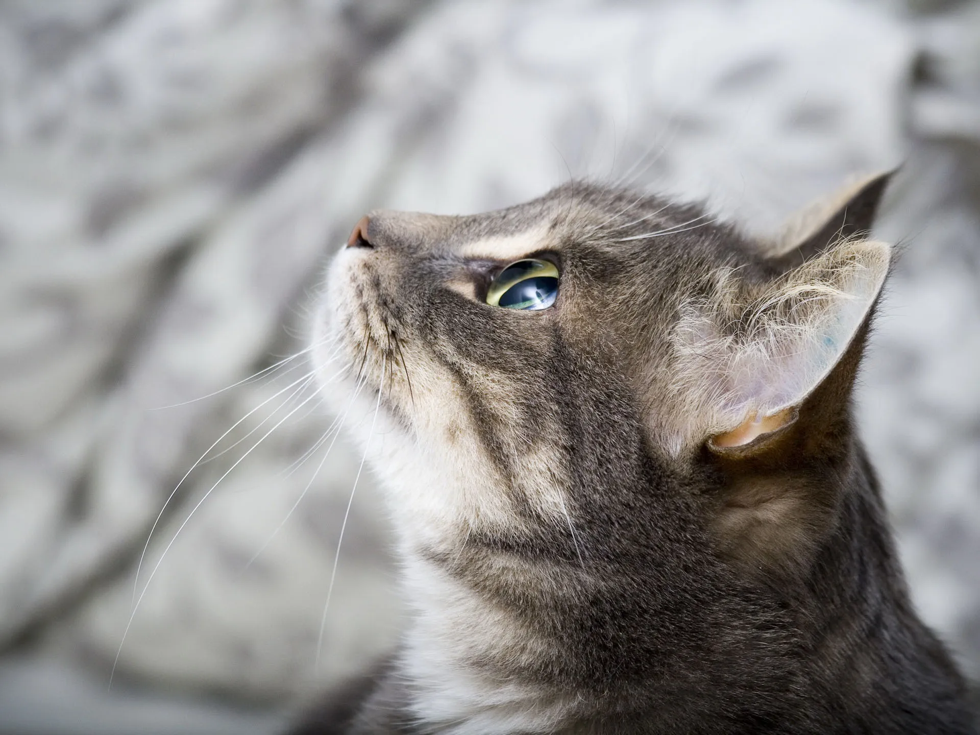 Обои \"Кошки (Коты Котики)\" на рабочий стол, скачать бесплатно лучшие картинки Кошки (Коты Котики) на заставку ПК (компьютера) | mob.org Обои \"Кошки (Коты Котики)\" на рабочий стол, скачать бесплатно лучшие картинки Кошки (Коты Котики) на заставку ПК (компьютера) | mob.org