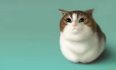 Обои для рабочего стола коты животное