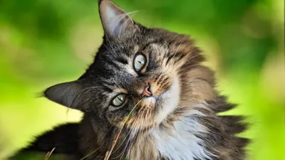 Обои на рабочий стол - коты, кошки, котята - Интересные фото