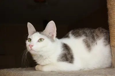Животное кошка - 64 фото