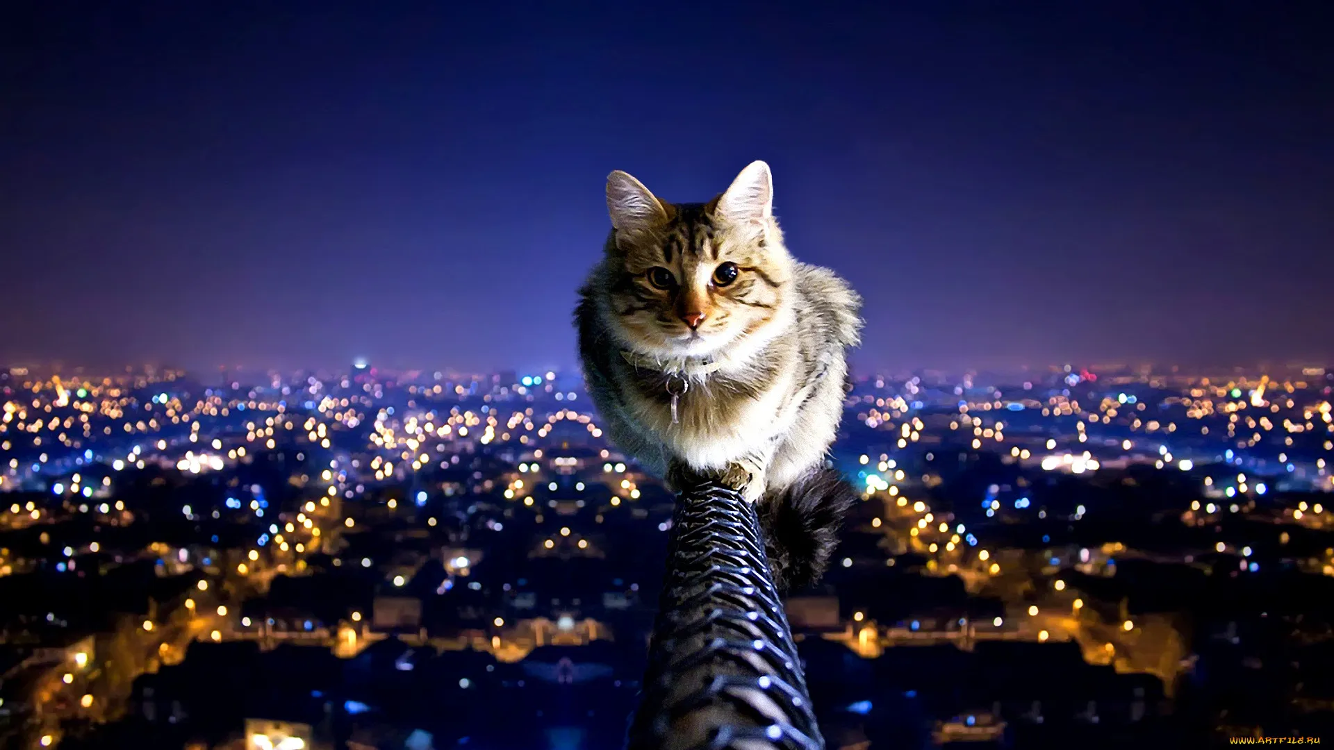 Обои Brave Cat Животные Коты, обои для рабочего стола, фотографии brave, cat, животные, коты, кот, верхолаз Обои для рабочего стола, скачать обои картинки заставки на рабочий стол. Обои Brave Cat Животные Коты, обои для рабочего стола, фотографии brave, cat, животные, коты, кот, верхолаз Обои для рабочего стола, скачать обои картинки заставки на рабочий стол.