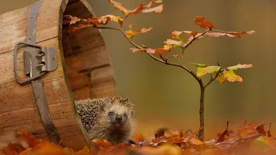 осень обои на рабочий стол скачать бесплатно - Поиск в Google | Giardino di  autunno, Animali selvaggi, Animali belli