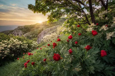 Обои для рабочего стола, Android и iPhone | Forest sunset, Beautiful photos  of nature, Landscape