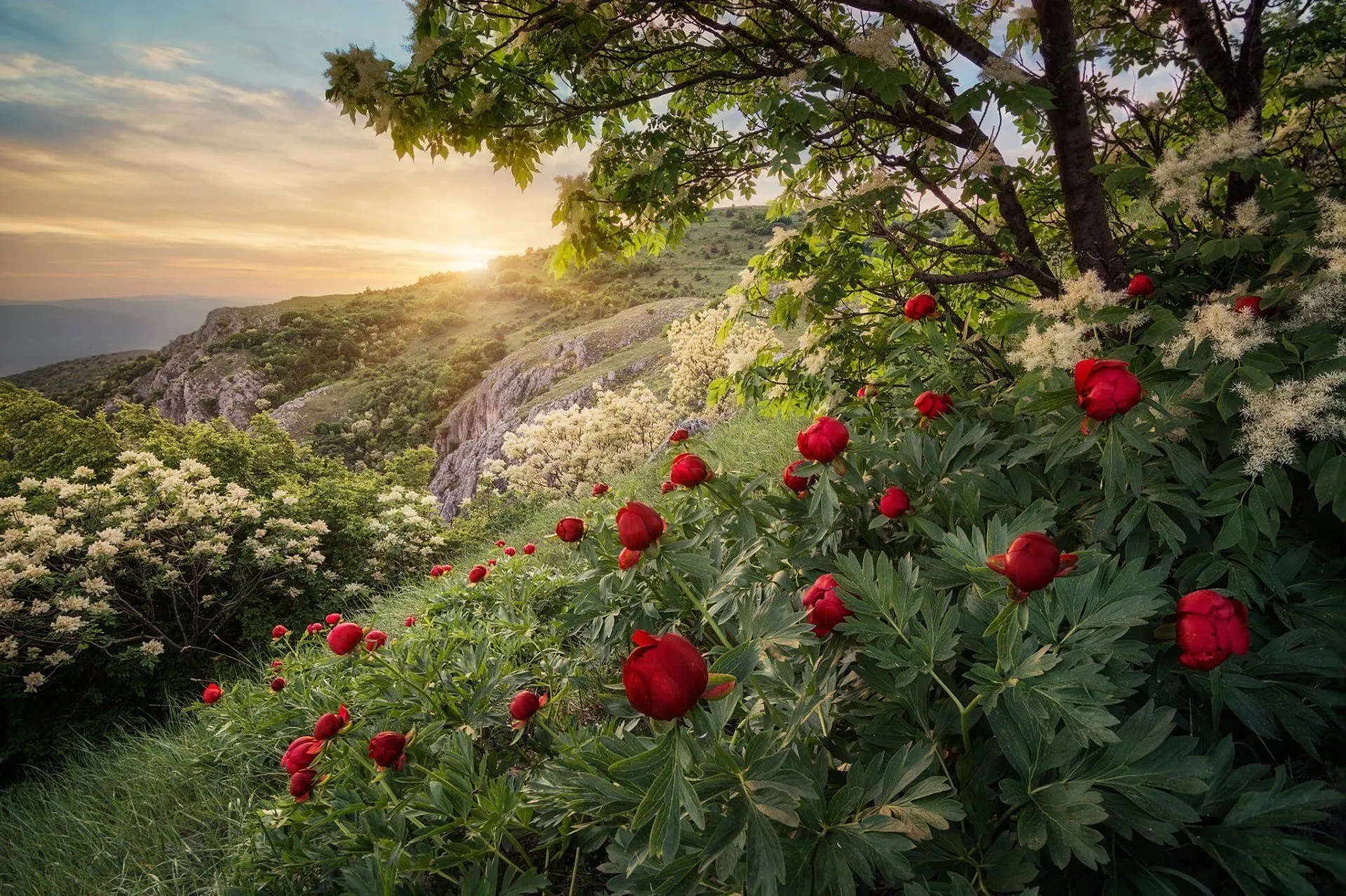 Обои для рабочего стола, Android и iPhone | Forest sunset, Beautiful photos of nature, Landscape Обои для рабочего стола, Android и iPhone | Forest sunset, Beautiful photos of nature, Landscape