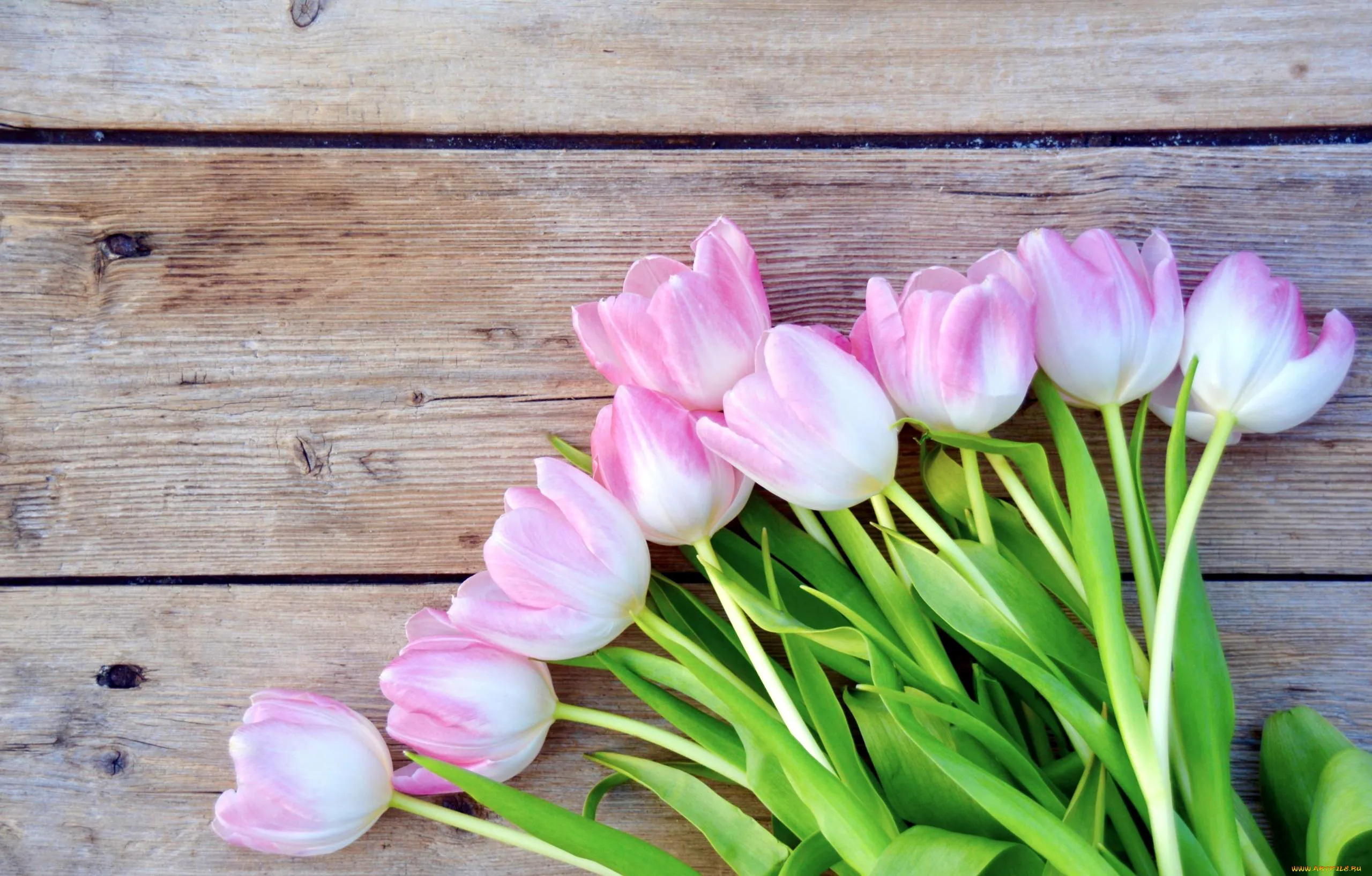 Красные тюльпаны - Tulips - цветы и клипарты - Цветы Красные тюльпаны - Tulips - цветы и клипарты - Цветы