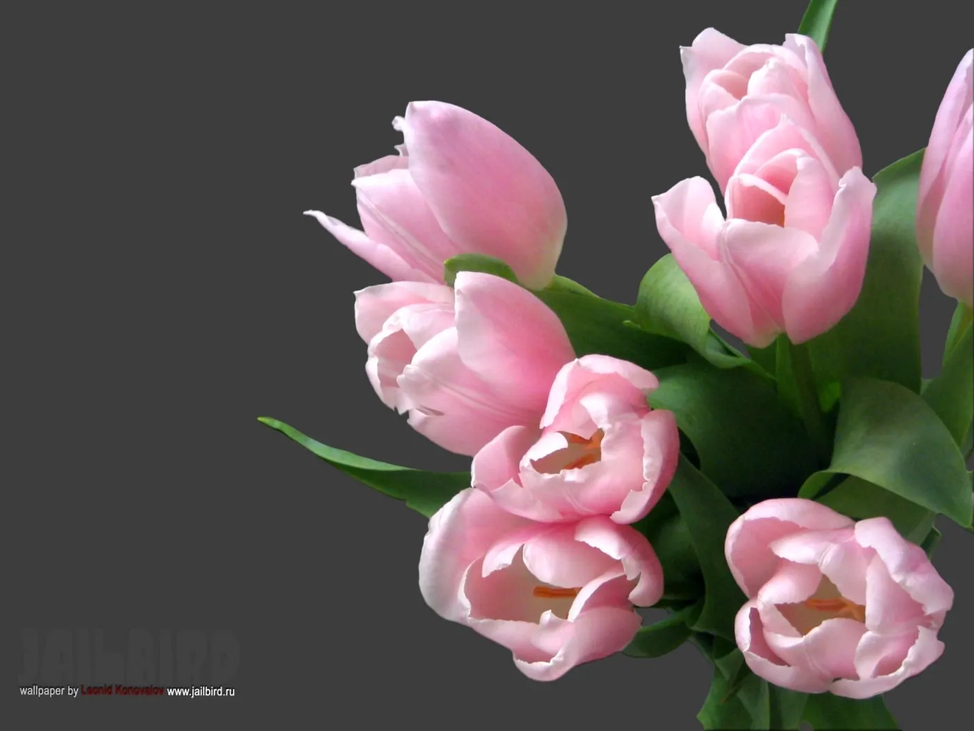Фон рабочего стола где видно a bouquet of tulips in a vase, spring flowers, rain, букет тюльпанов в вазе, весенние цветы, дождь Фон рабочего стола где видно a bouquet of tulips in a vase, spring flowers, rain, букет тюльпанов в вазе, весенние цветы, дождь