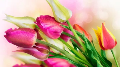 Скачать обои и картинки кролик, пушистик, букет, тюльпаны, цветы, весна, 8  марта для рабочего стола в разрешении 5828x3879