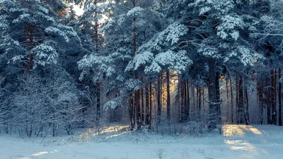 Обои лес, зима, снег, деревья, зимний пейзаж картинки на рабочий стол, фото  скачать бесплатно