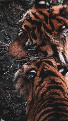 Обои для телефона в HD качестве | Big cats photography, Exotic cats, Tiger  wallpaper iphone