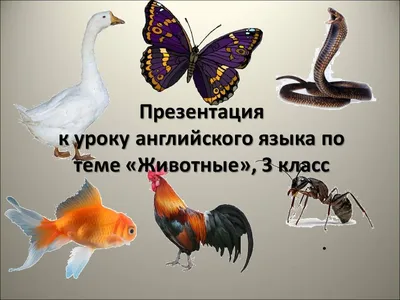 Логопедические игры на тему \"Домашние животные\". Блог Лого-Эксперт