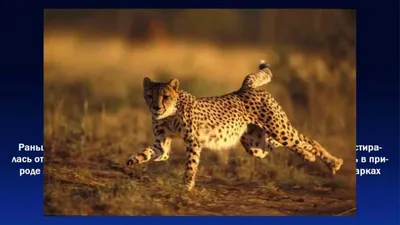 Английское домино со словами по теме \"Большие дикие животные\" (Big wild  animals)