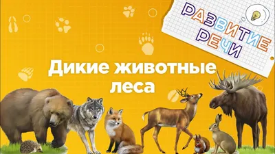 Бесплатные стоковые фото на тему дикая природа, животные, зоопарк, лемур,  мадагаскар, меховой, примат