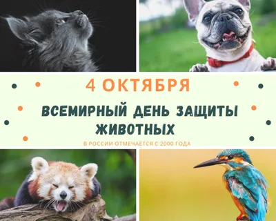 Рисунок на тему Мои любимые животные - 49 фото