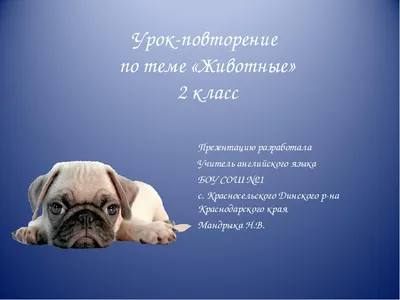 Продолжая тему котиков | Пикабу