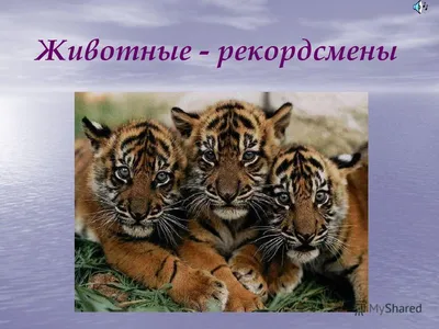 Тетрадь для общения и развития детей \"Животные Африки\" СФ-Т-18 в  Москве|CLEVER-TOY.RU