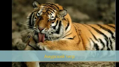 Презентация на тему: \"Животные - рекордсмены. Содержание Самое быстрое  млекопитающее Самое быстрое млекопитающее Самое быстрое млекопитающее Самое  быстрое млекопитающее Самое.\". Скачать бесплатно и без регистрации.