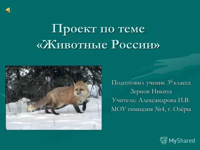 Креативная реклама с животными. Часть 3. | Rich Breed. Питомцы. Зообизнес |  Дзен