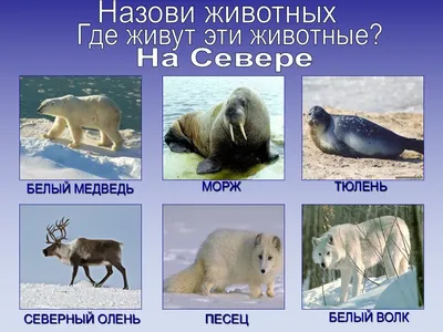 Отчет о работе по теме «Домашние животные» (1 фото). Воспитателям детских  садов, школьным учителям и педагогам - Маам.ру