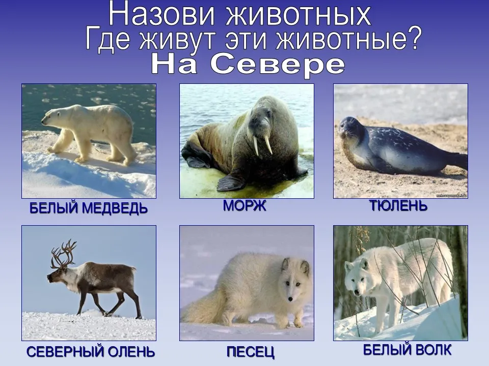 Отчет о работе по теме «Домашние животные» (1 фото). Воспитателям детских садов, школьным учителям и педагогам - Маам.ру Отчет о работе по теме «Домашние животные» (1 фото). Воспитателям детских садов, школьным учителям и педагогам - Маам.ру