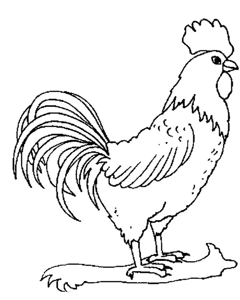 How to draw COCK / cartoon coloring COCK for children / Coloring for kids - YouTube How to draw COCK / cartoon coloring COCK for children / Coloring for kids - YouTube