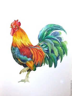 рисунок петуха акварелью Stock Illustration | Adobe Stock