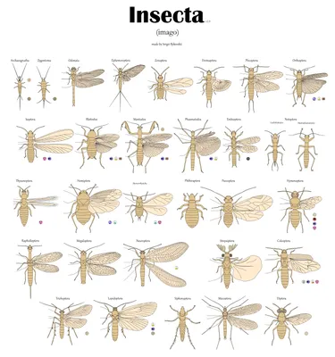 Мир насекомых | Латвийский Национальный музей природы