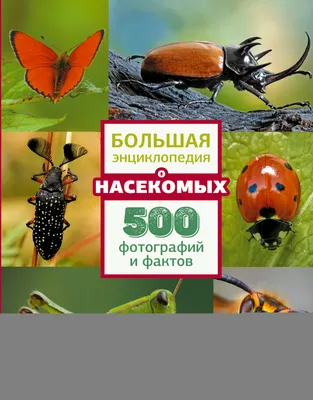 15 насекомых с яркой и экзотической внешностью (16 фото) » Невседома