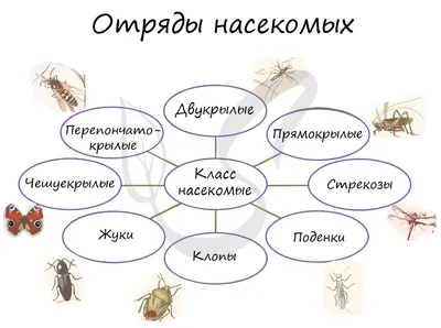 Что? Почему? Зачем? Всё о насекомых (Вайнхольд А.) Издательство Омега -  купить книгу с доставкой в интернет-магазине издательства «Омега» ISBN:  978-5-465-03918-5